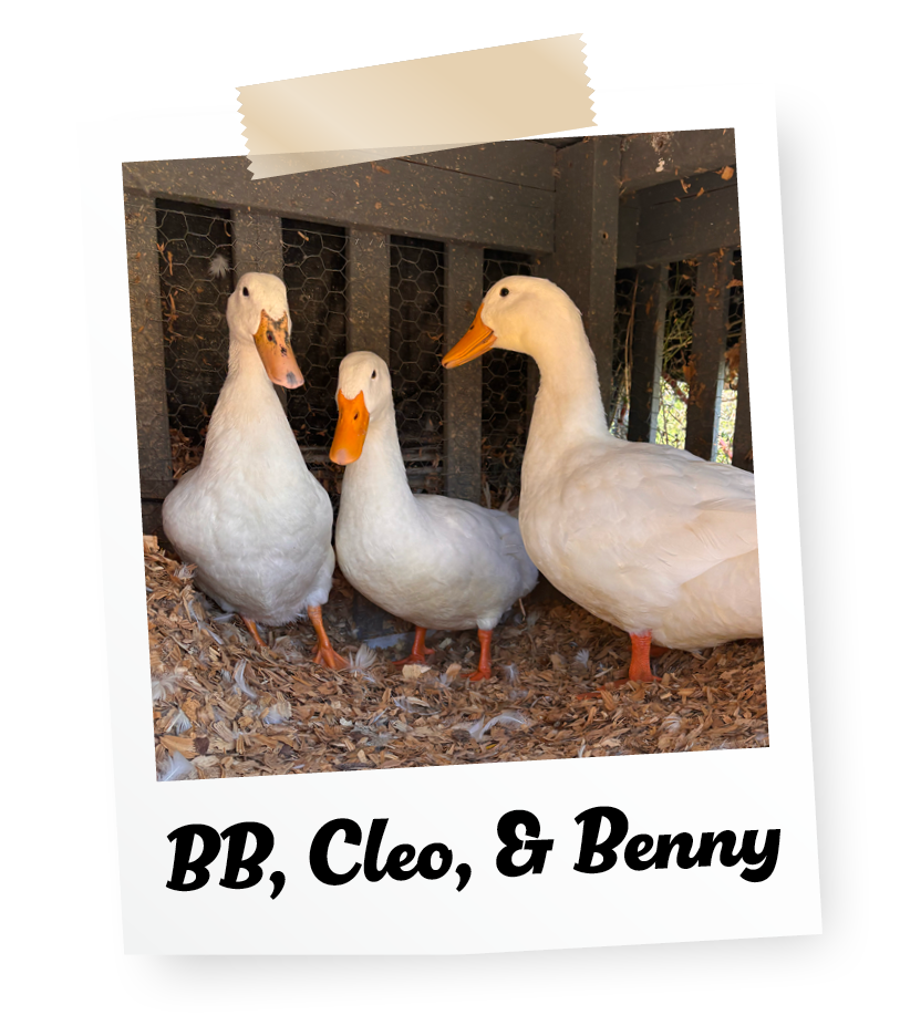 09196_MM 2025 Newsletter_Ducks